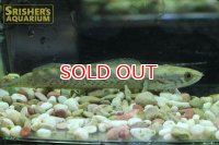 チャンナ　メラノスティグマ　旧スチュワート