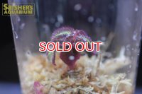 観葉植物　ソネリラSP　"PURPLE TYPE"　パープルタイプ