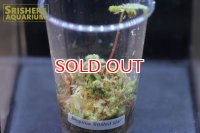 観葉植物　ベゴニア　フロステッド　スター