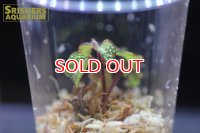 観葉植物　ソネリラSP　"WHITE SPOT TYPE"　ホワイトスポットタイプ