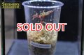 観葉植物　ベゴニア　ビピンナティフィダ