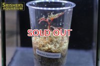 観葉植物　ベゴニア　ビピンナティフィダ