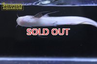 ピンクカンディル Cetopsis candiru