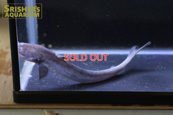 画像8: ピンクカンディル Cetopsis candiru