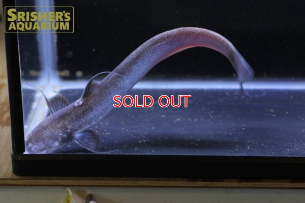 画像7: ピンクカンディル Cetopsis candiru