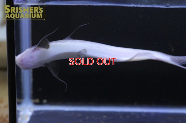 画像11: ピンクカンディル Cetopsis candiru