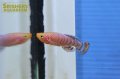 ノソブランキウス　ラコビー　ベイラ（ペア）