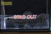 ブラックタライロン　