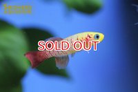 ノソブランキウス　ギュンテリー　ゴールド（１ペア）