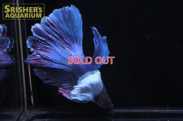 画像4: ベタ デルタ ダンボ オス n-3