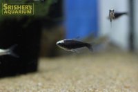 ブラックエンペラーテトラ