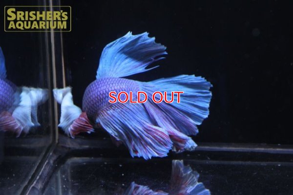 画像6: ベタ デルタ ダンボ オス n-3