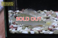 サタノペルカ　アクティケプス　タパジョス
