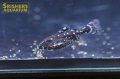 スポットトーキングキャット