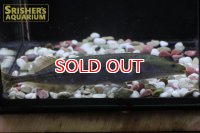 モルミロプス　アグイロイデス　コンゴ