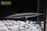 ブルースポットクロコダイルフィッシュ