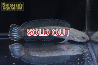ニューレインボースネークヘッド