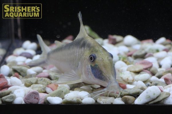 画像4: コリドラス　ナルキッスス（Ｌ）