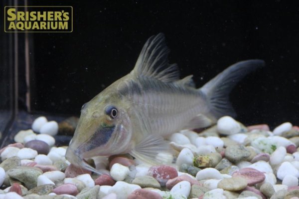 画像3: コリドラス　ナルキッスス（Ｌ）