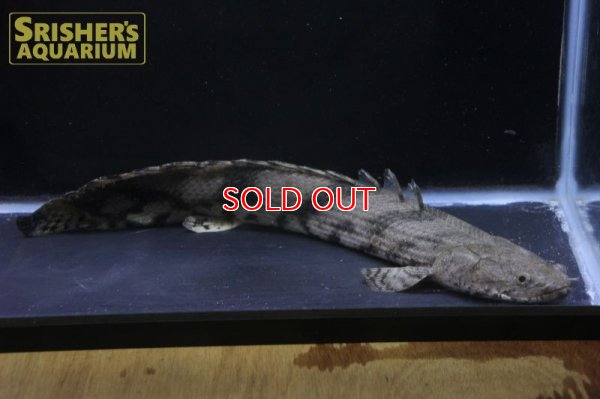 画像8: ポリプテルス エンドリケリー ナイジェリア産　３１ｃｍ