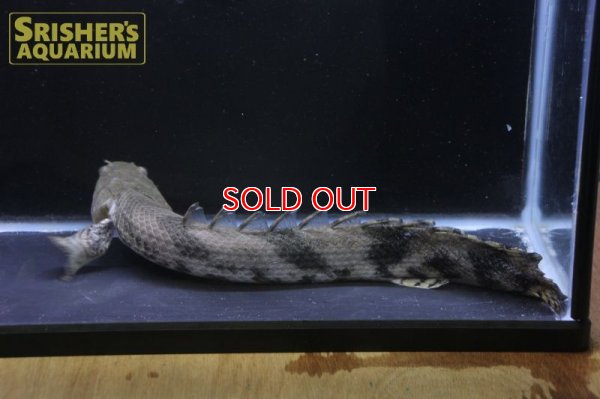 画像4: ポリプテルス エンドリケリー ナイジェリア産　３１ｃｍ