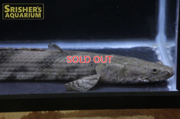 画像11: ポリプテルス エンドリケリー ナイジェリア産　３１ｃｍ