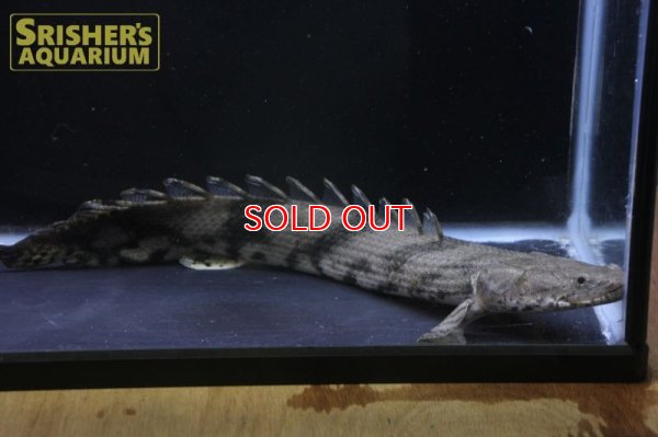 画像7: ポリプテルス エンドリケリー ナイジェリア産　３１ｃｍ