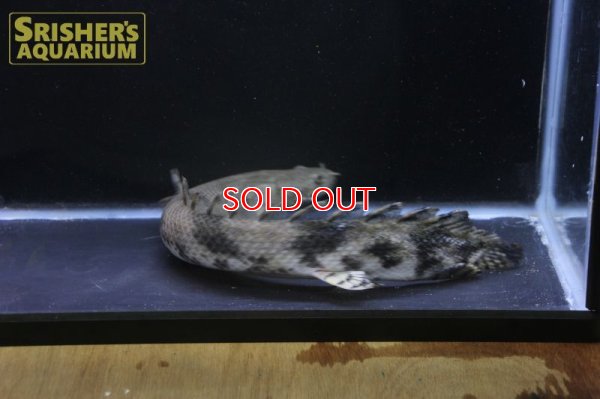 画像5: ポリプテルス エンドリケリー ナイジェリア産　３１ｃｍ