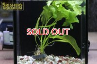 水草 アポノゲトン　ウルバケウス　AL　葉付き球根　
