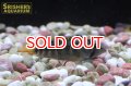 アピストグラマ ｓp.  sc-54（ペア）お客様感謝価格【２０１９年採集】【コロンビア】