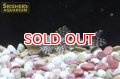 ルビースポットマグナムプレコ