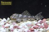 ルビースポットマグナムプレコ