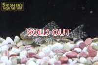 ルビースポットマグナムプレコ
