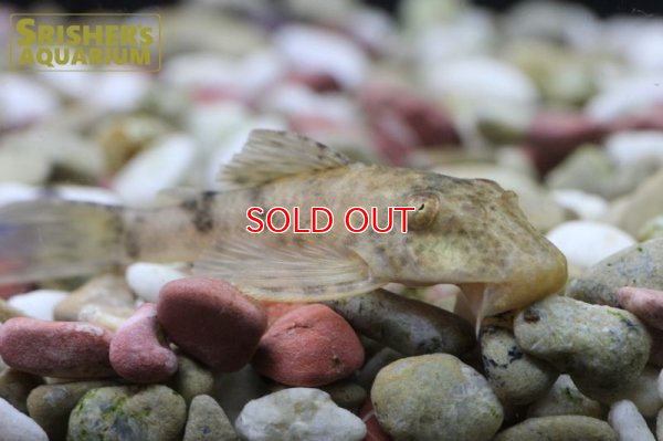 画像5: ビッグヘッドパンサープレコ クイアバ