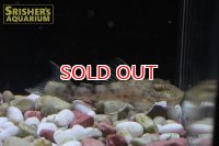 ビッグヘッドパンサープレコ クイアバ