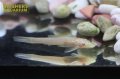 オトシンネグロ　ゴールデン