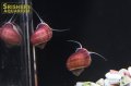バイオレットアップルスネール
