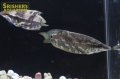 クテノプス　ノビリス（SM)