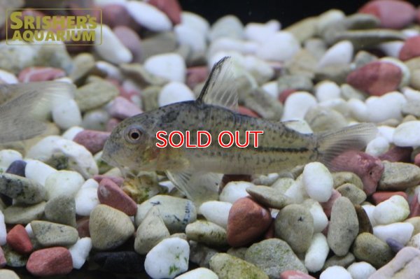 画像3: コリドラス　ボエルケイ