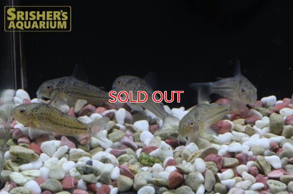 画像6: コリドラス　ボエルケイ