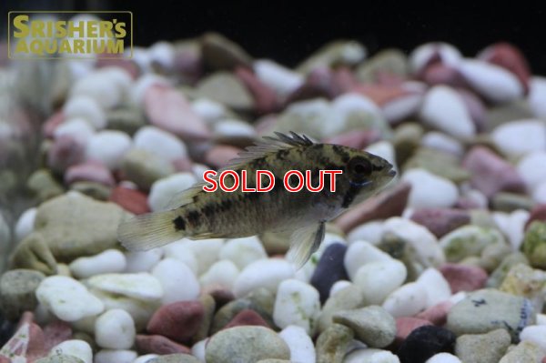 画像6: アピストグラマ ｓｐ.  sv-125 Wild F1 ブリード n-1（ペア）【２０１９年採集】【ベネズエラ】