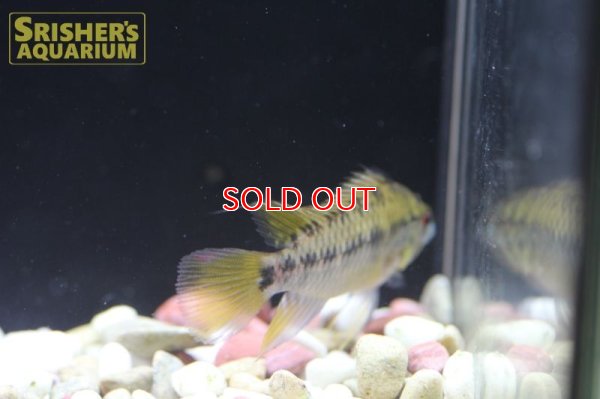 画像4: アピストグラマ ｓｐ.  sv-125 Wild F1 ブリード n-1（ペア）【２０１９年採集】【ベネズエラ】