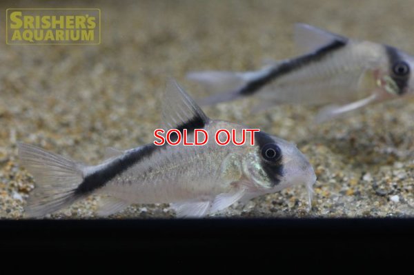 画像6: コリドラス・スプレマメリーニ（M-L） (イサナ上流) (A産地個体)