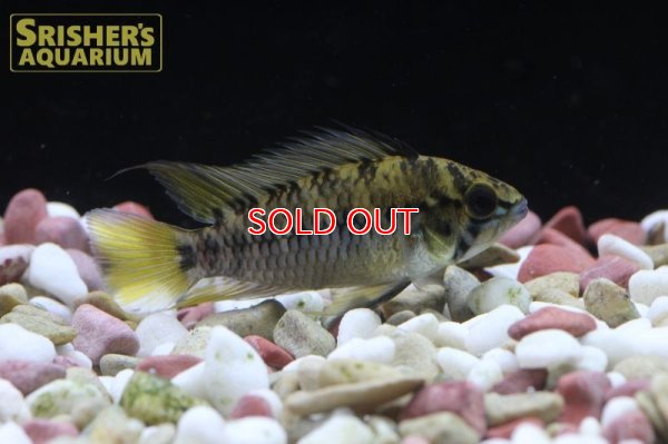 画像3: アピストグラマ ｓｐ.  sv-125 Wild F1 ブリード n-1（ペア）【２０１９年採集】【ベネズエラ】