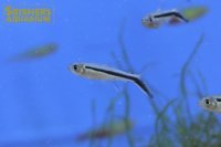 ペンギンテトラ
