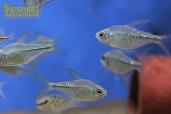 画像2: ダイヤモンドテトラ（ブリード）