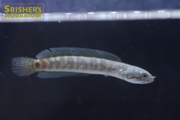 画像3: レッドコウタイ（七星魚）