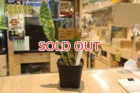 観葉植物　オエセオクラデス　マキュラータ