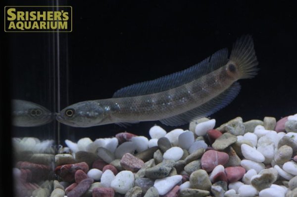 画像4: レッドコウタイ（七星魚）