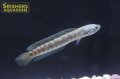 レッドコウタイ（七星魚）